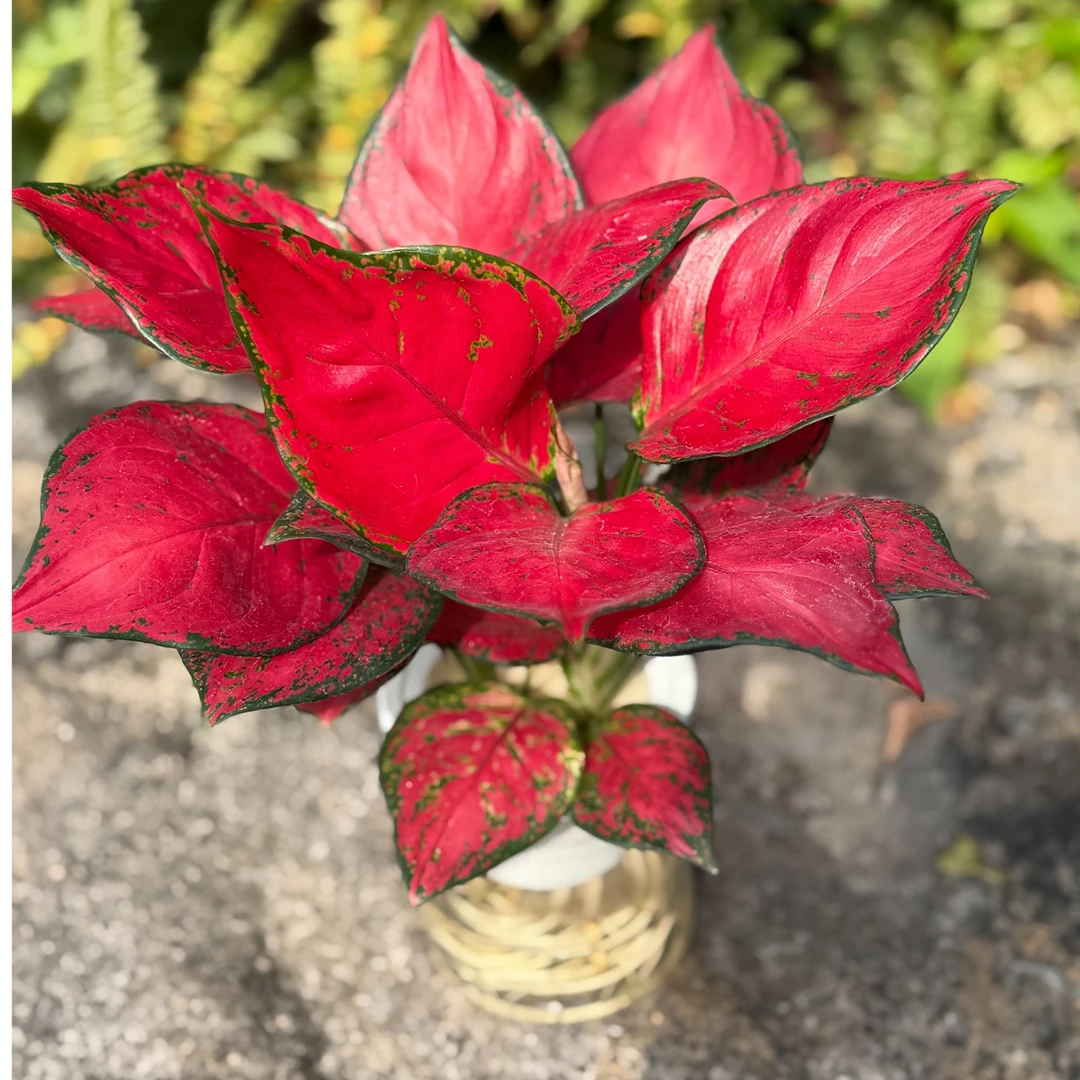 四季好养水培吉利红盆栽精品富贵红室内净化空气植物