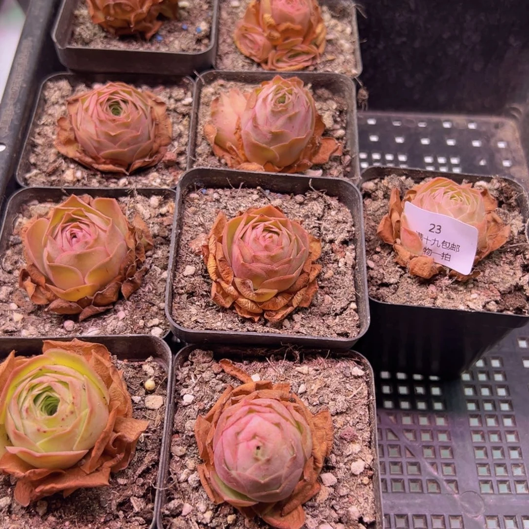 23 裸根不带土发货不包损