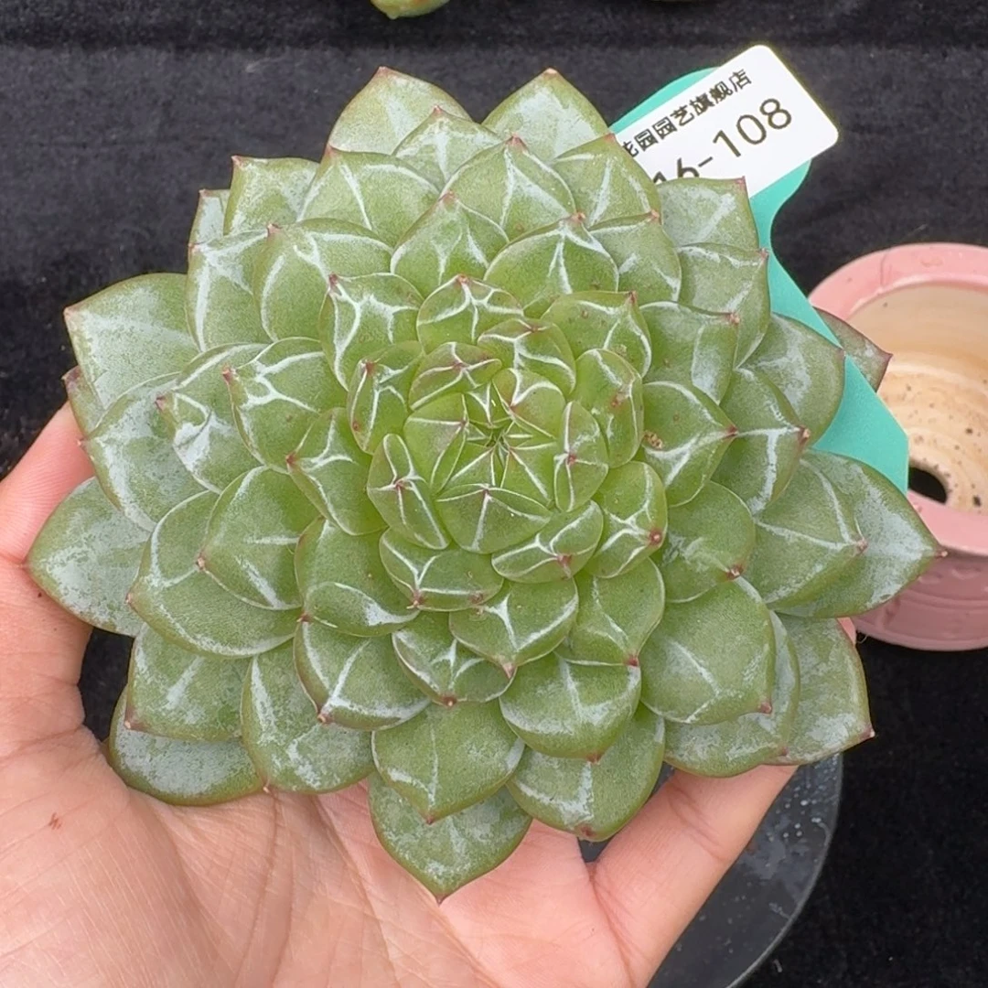 从前慢多肉精选编号1016.108