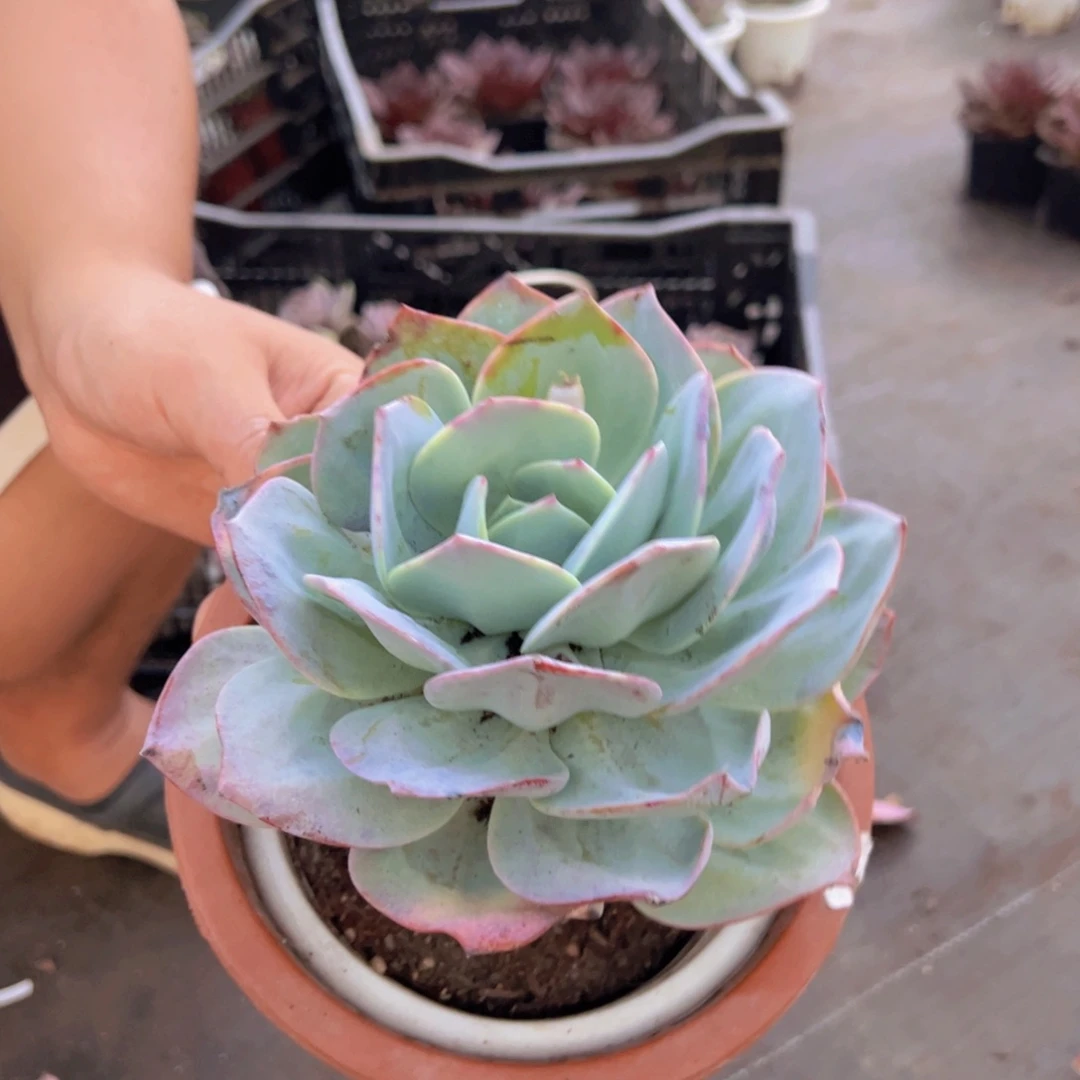 白凤大单头老桩多肉