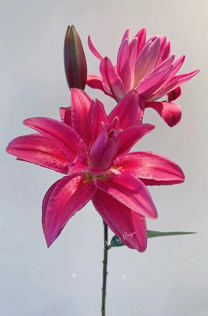 【花言罐舍】玫瑰夫人香水百合 一单包邮 云南鲜花昆明基地现采现发