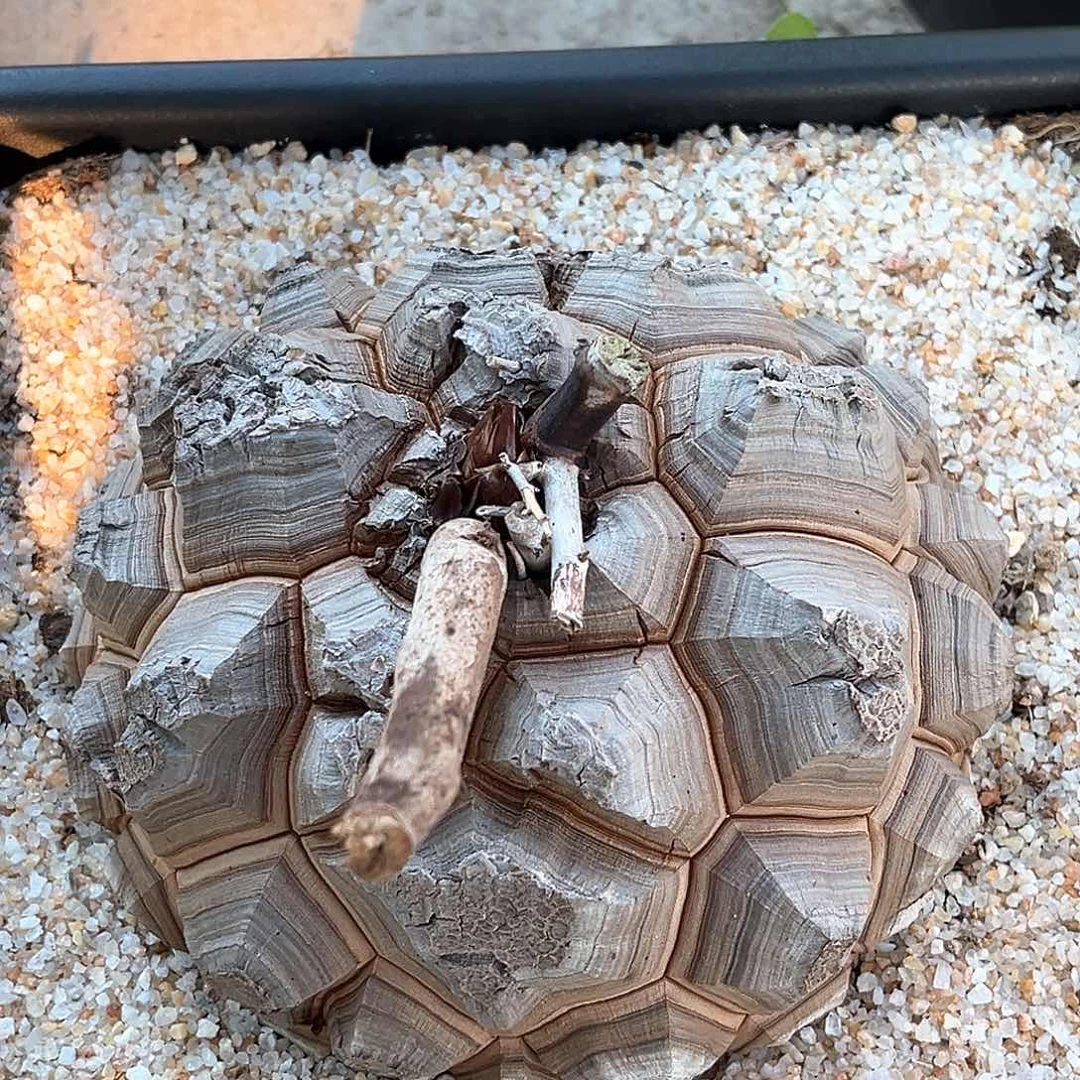 潮流植物精品大甲南非龟