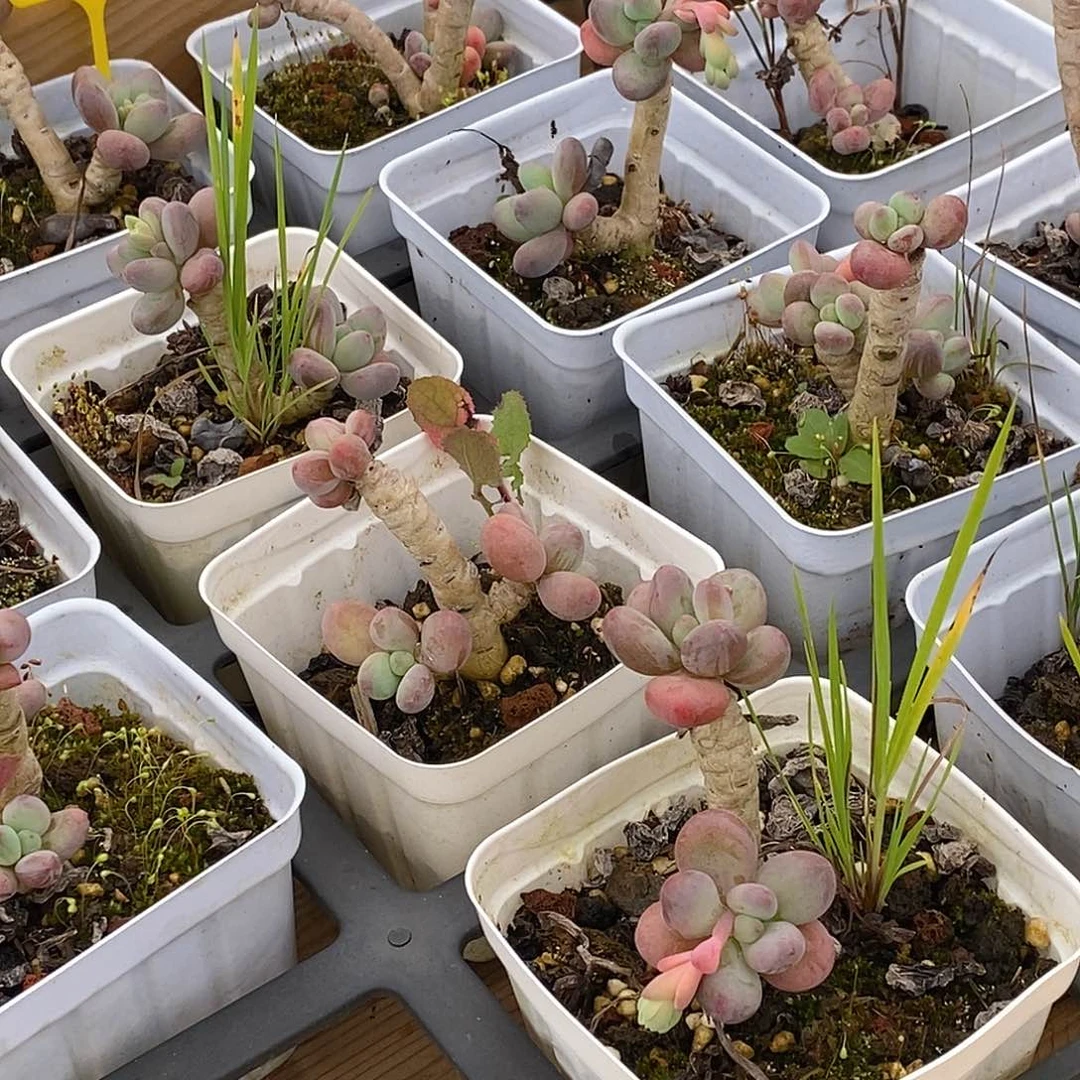 金汇园艺，66苹果奶不售后