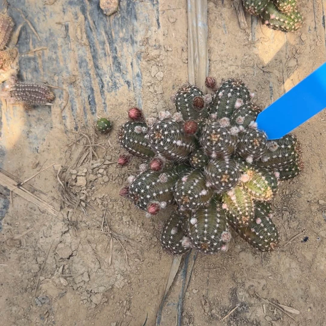 白檀仙人球仙人掌309