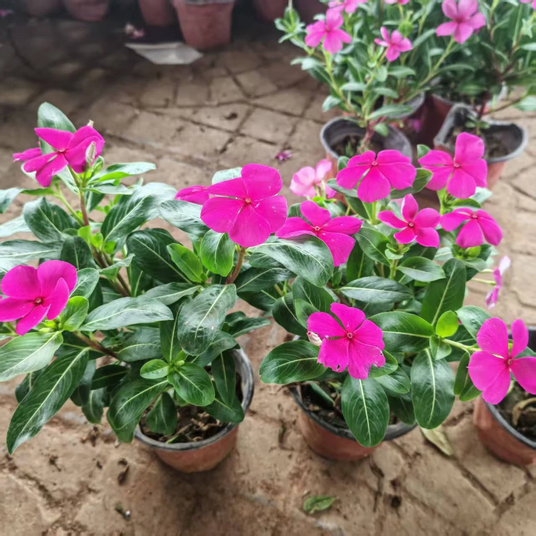 育苗盆天天开长春花