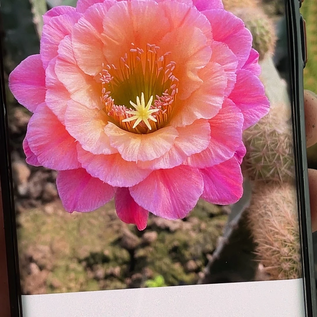 金妞 时光侧芽 歪 满20包邮高 12公分