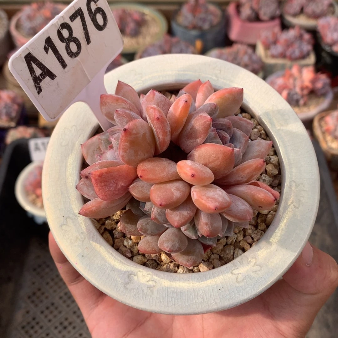 A1876 星影缀 有砍 8cm