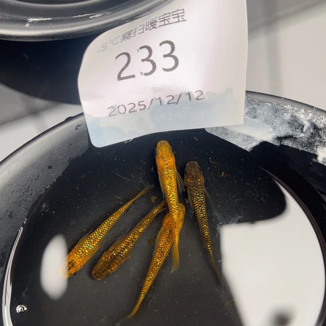 青鳉鱼233松井秘密武器五尾