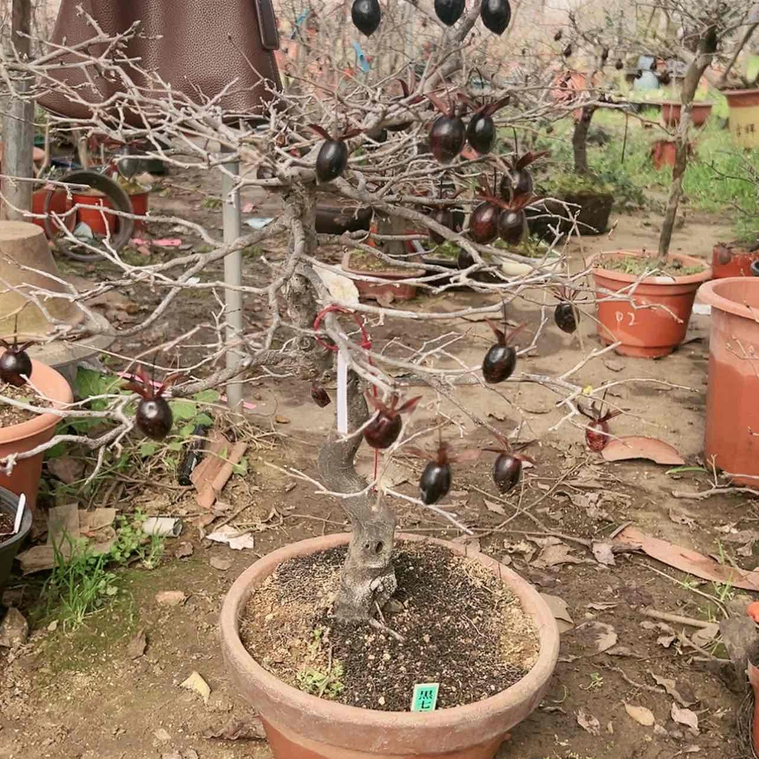 【闪购商品】老鸦柿盆景盆栽