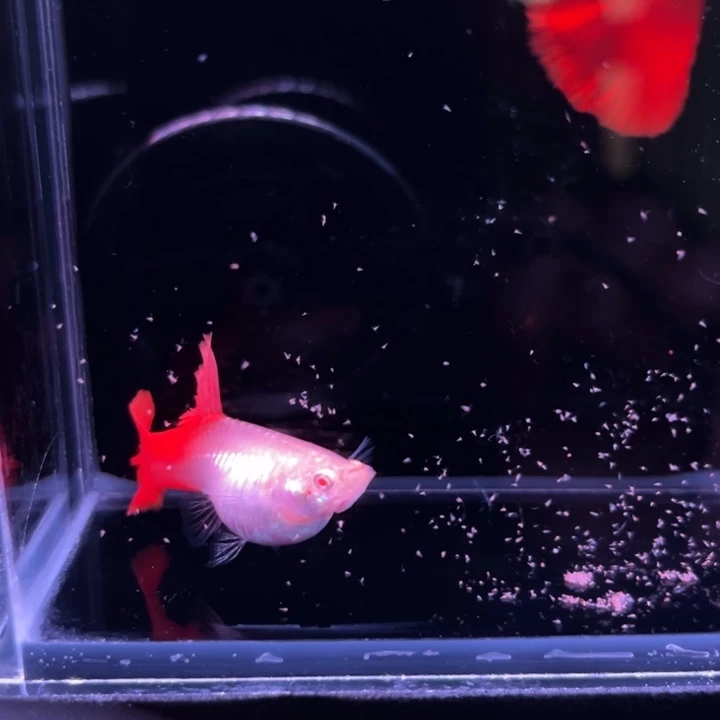 孔雀鱼血红红玫瑰1对