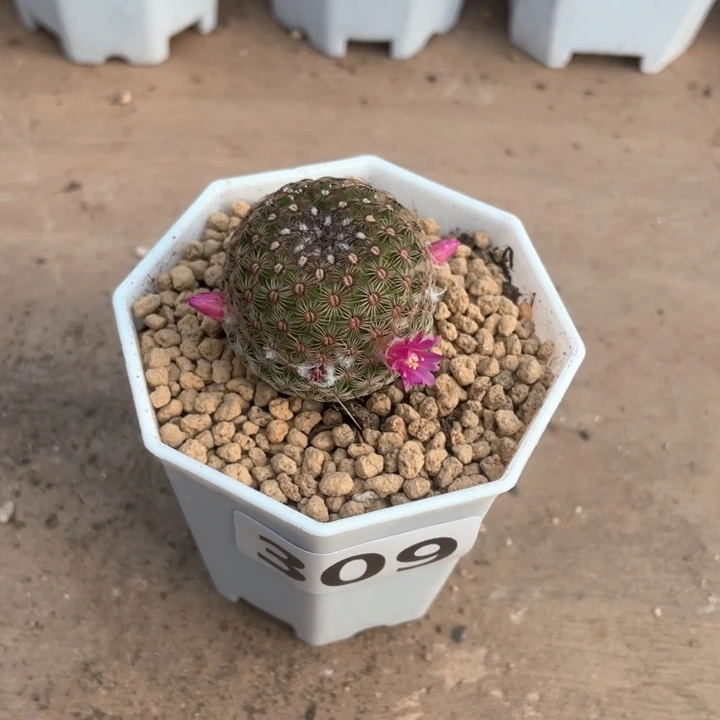 309神慧丸仙人球