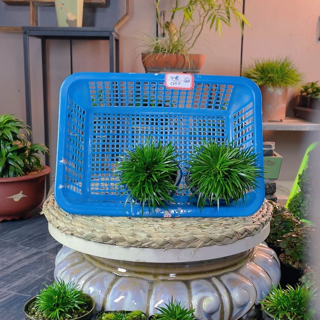 【闪购商品】完全开放