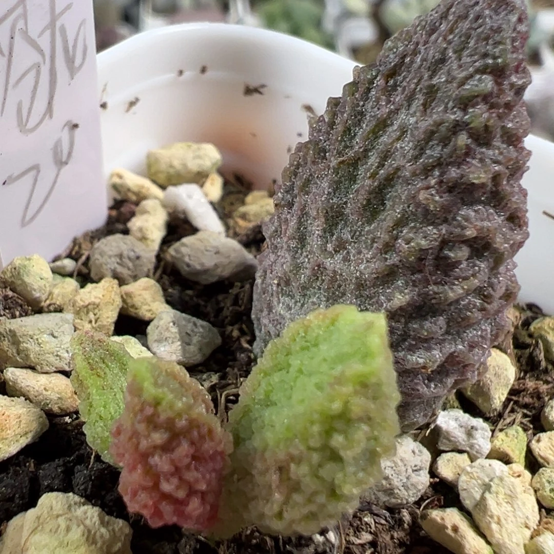 w苍龙多肉植物水泡