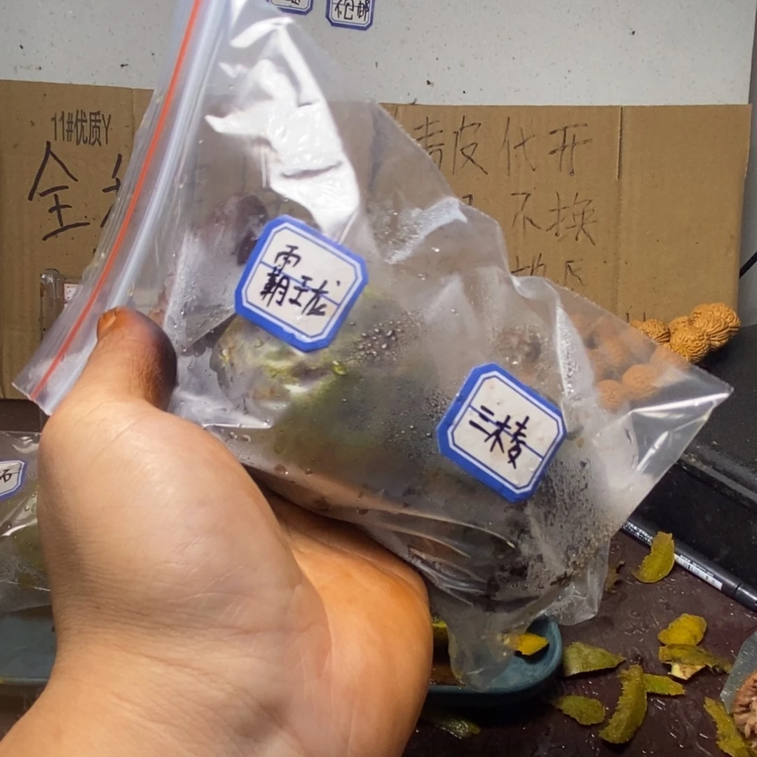 Zjc产地原发霸王龙10