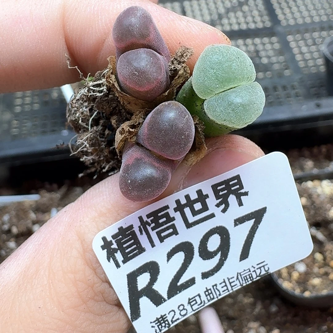 多肉植物的润泽地cc