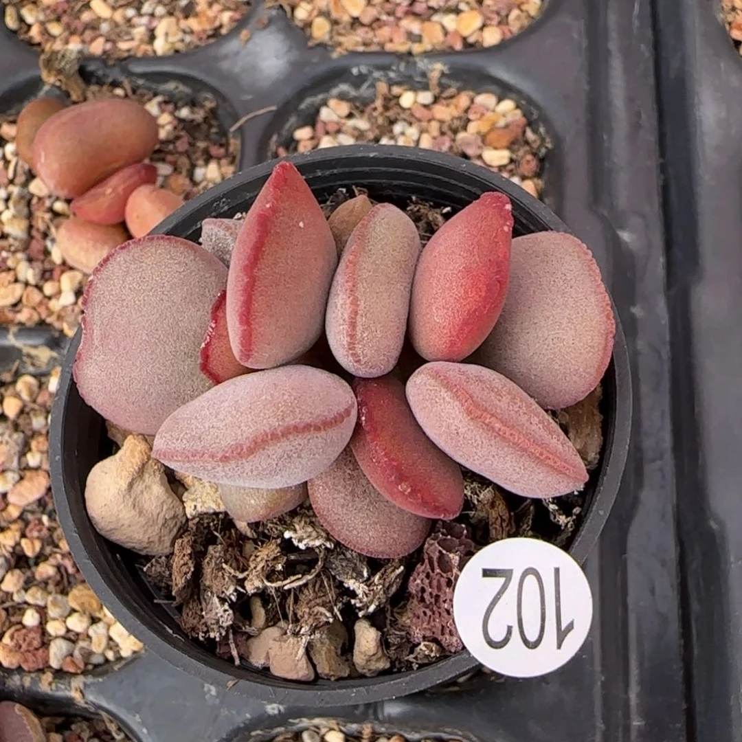 白肌红蛋多肉水泡