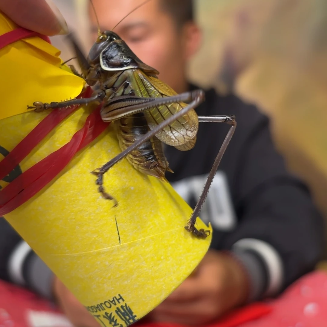 栅***️蝈蝈蝈蝈福福价格