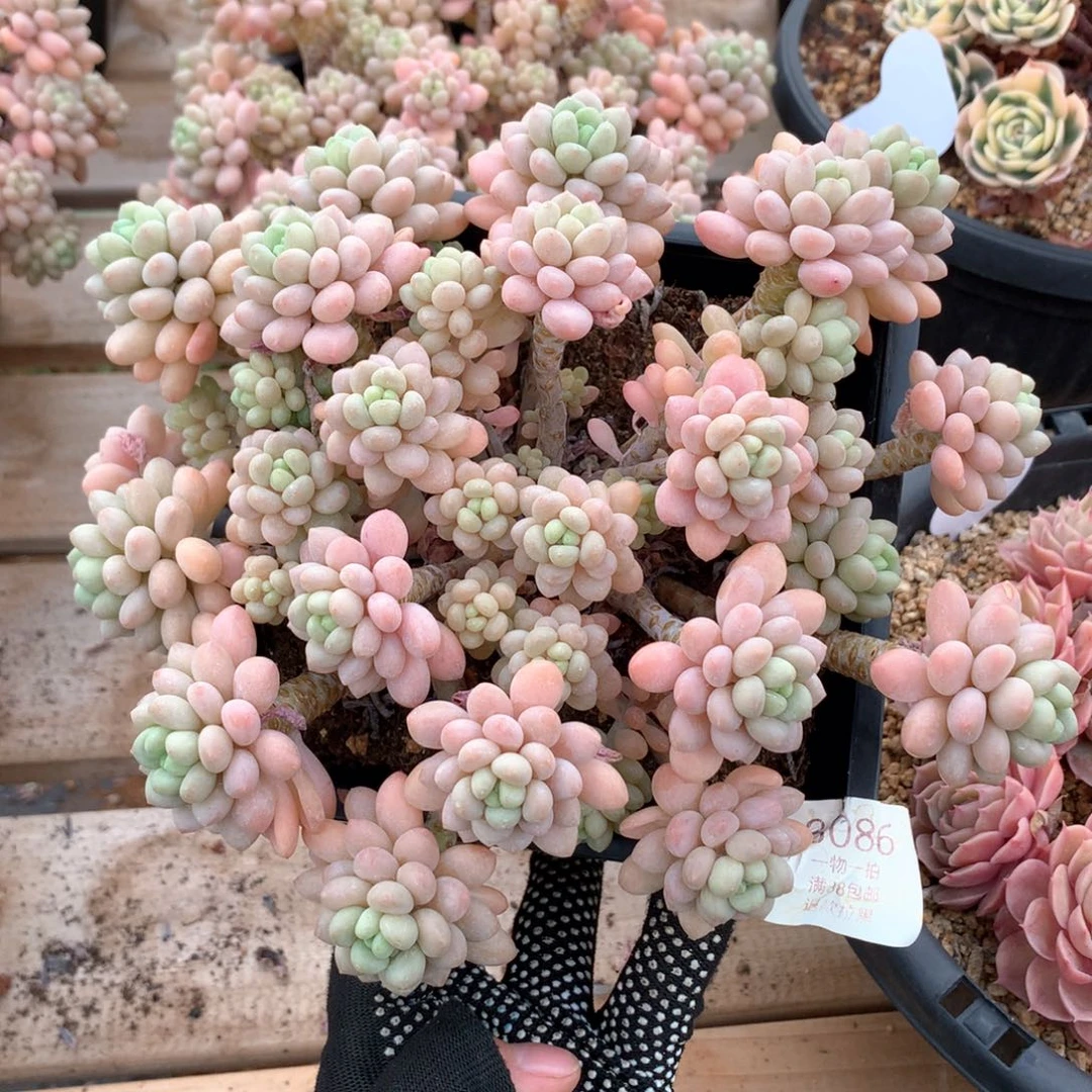 21厘米洛可可3086