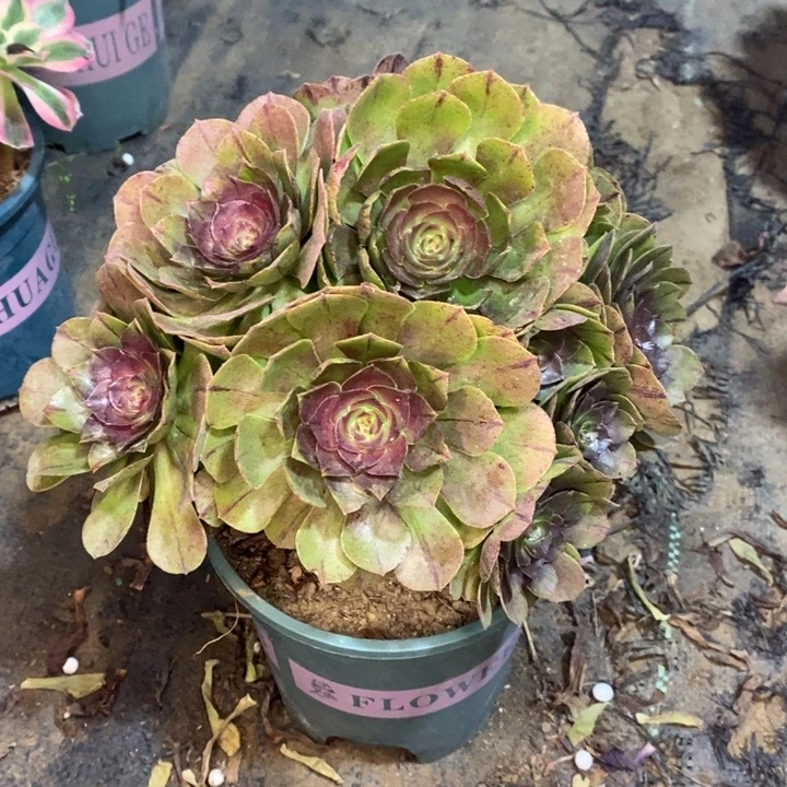 万圣节拉丝不包邮74多肉