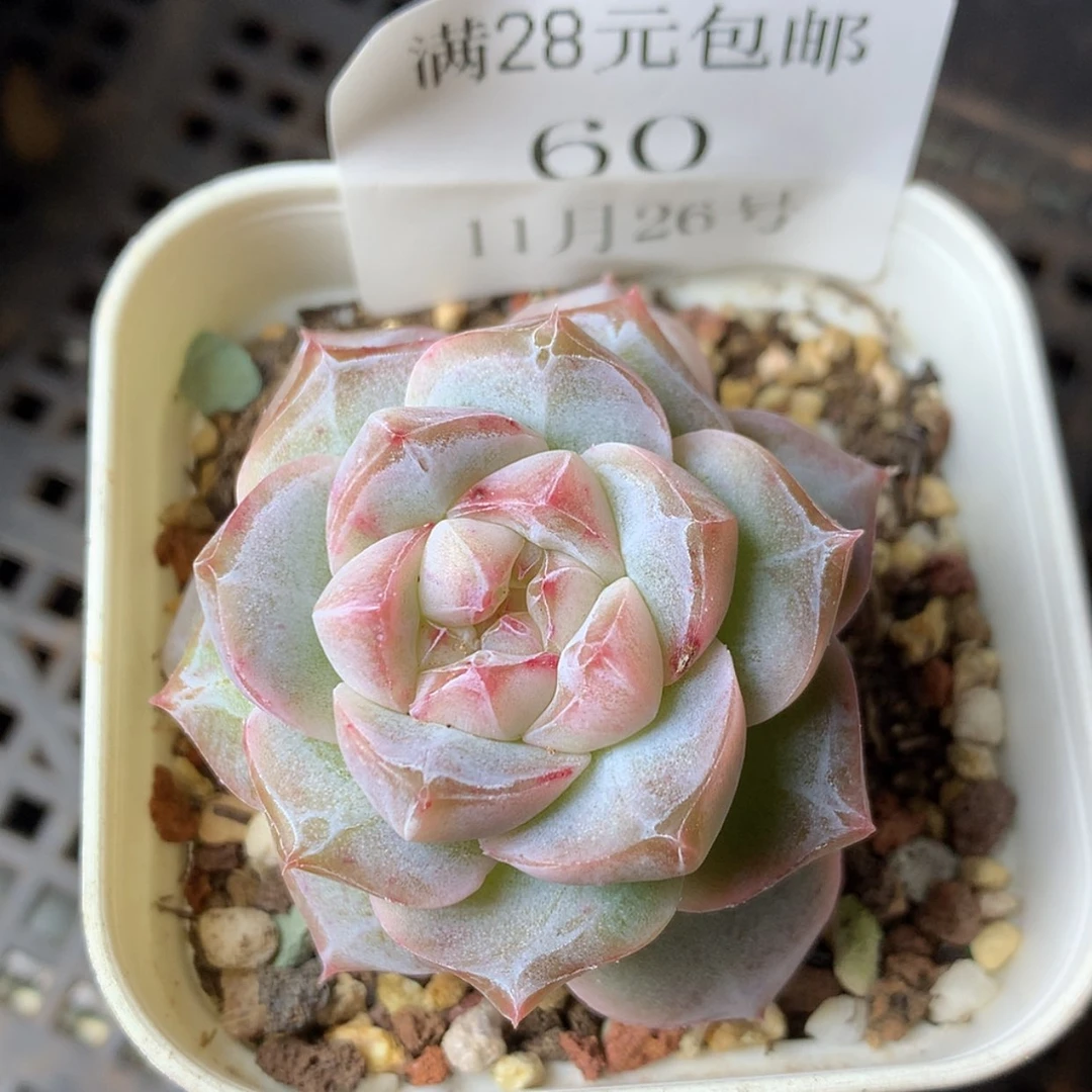 【闪购商品】云60号粉钻