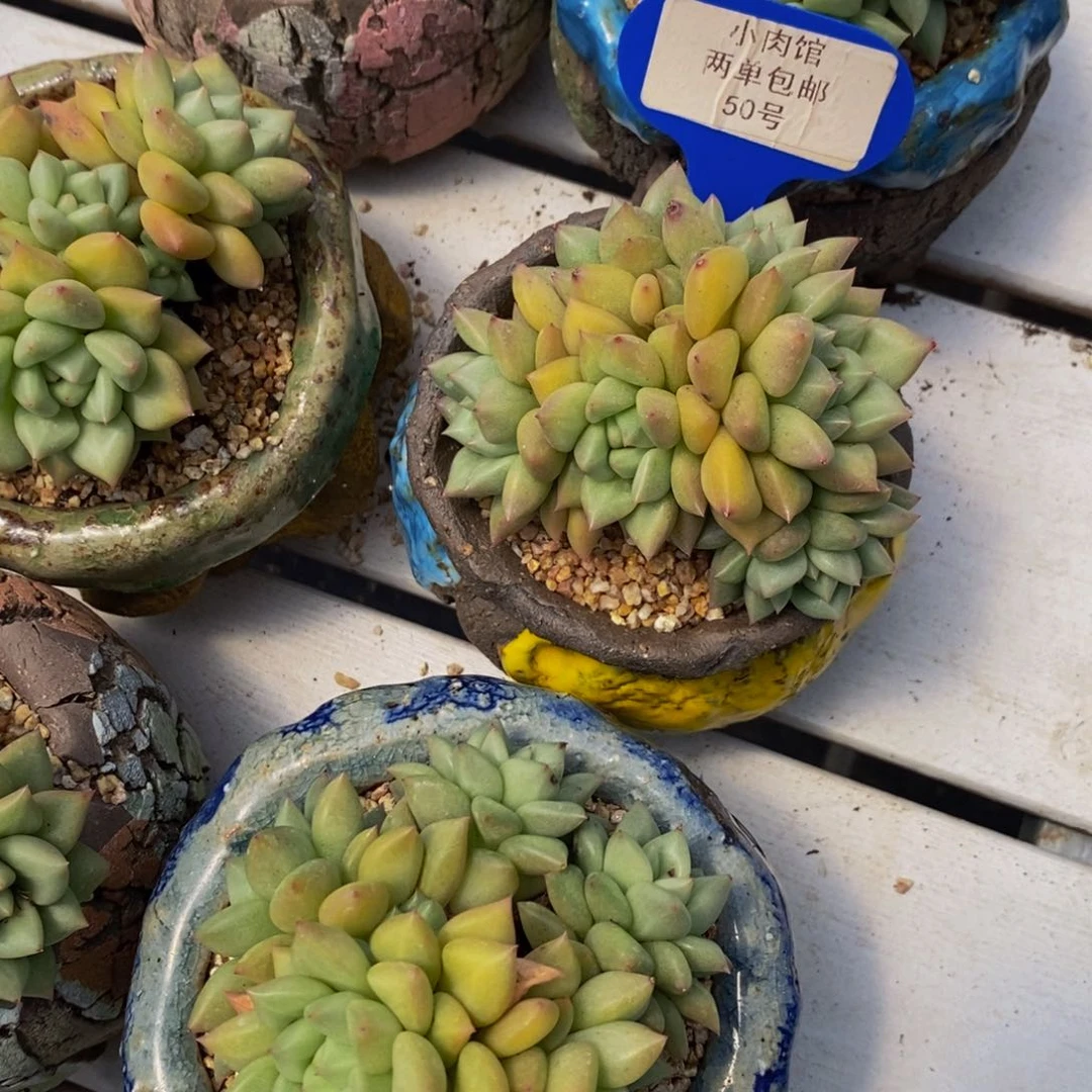 50-精品母本黄金象牙群一个