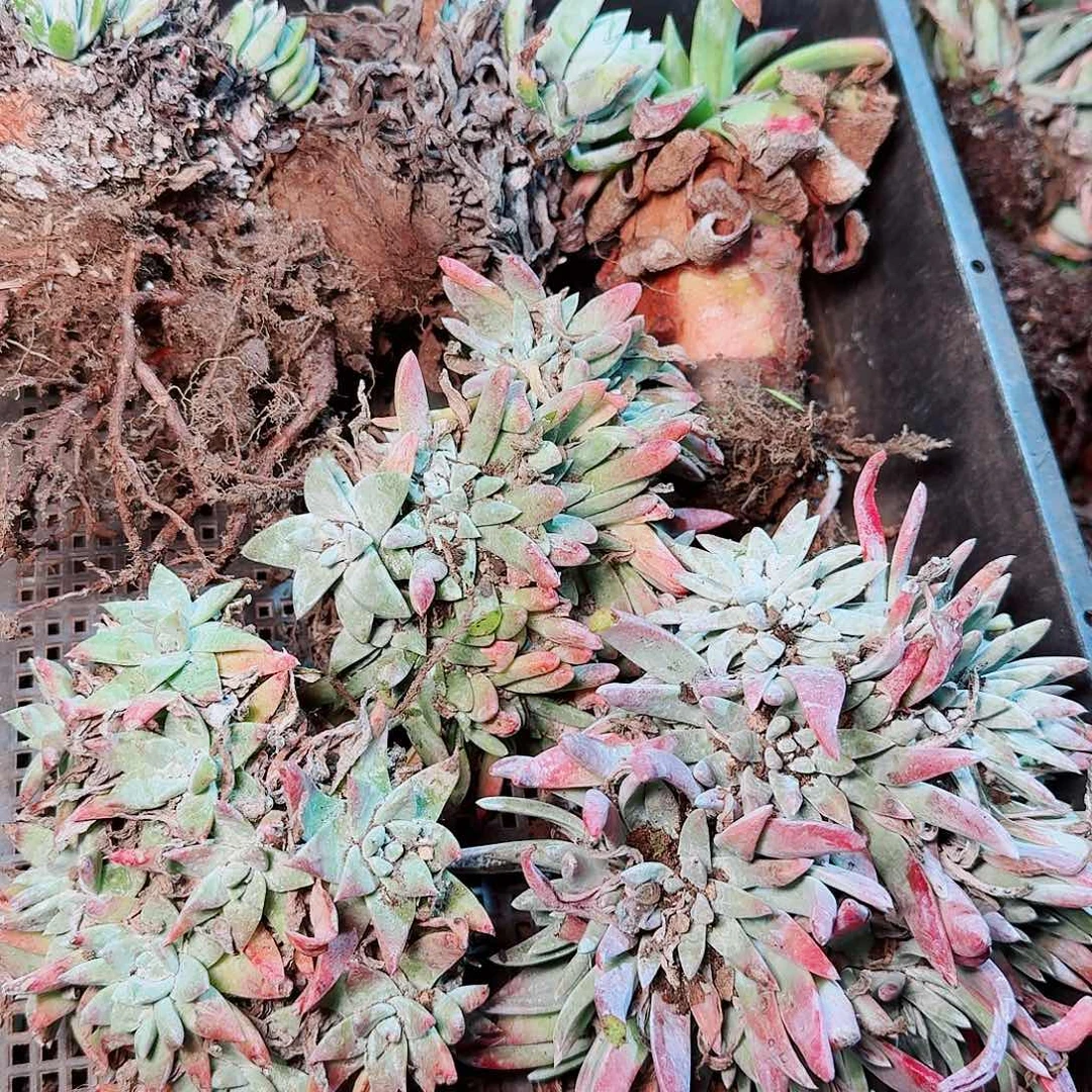 9136瑕疵框拍不售后