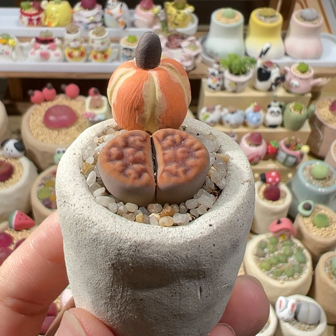 多肉植物26号橙色