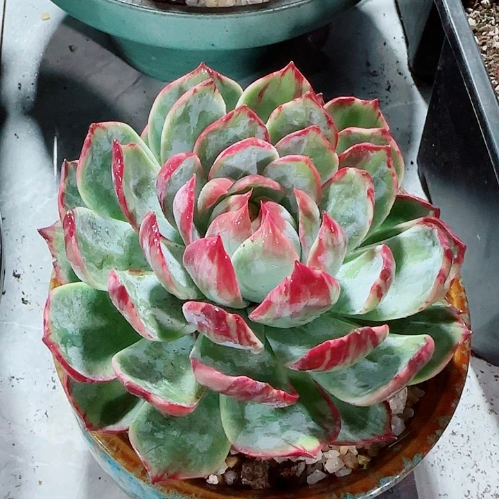 綦**农惊鸿仙子多肉植物