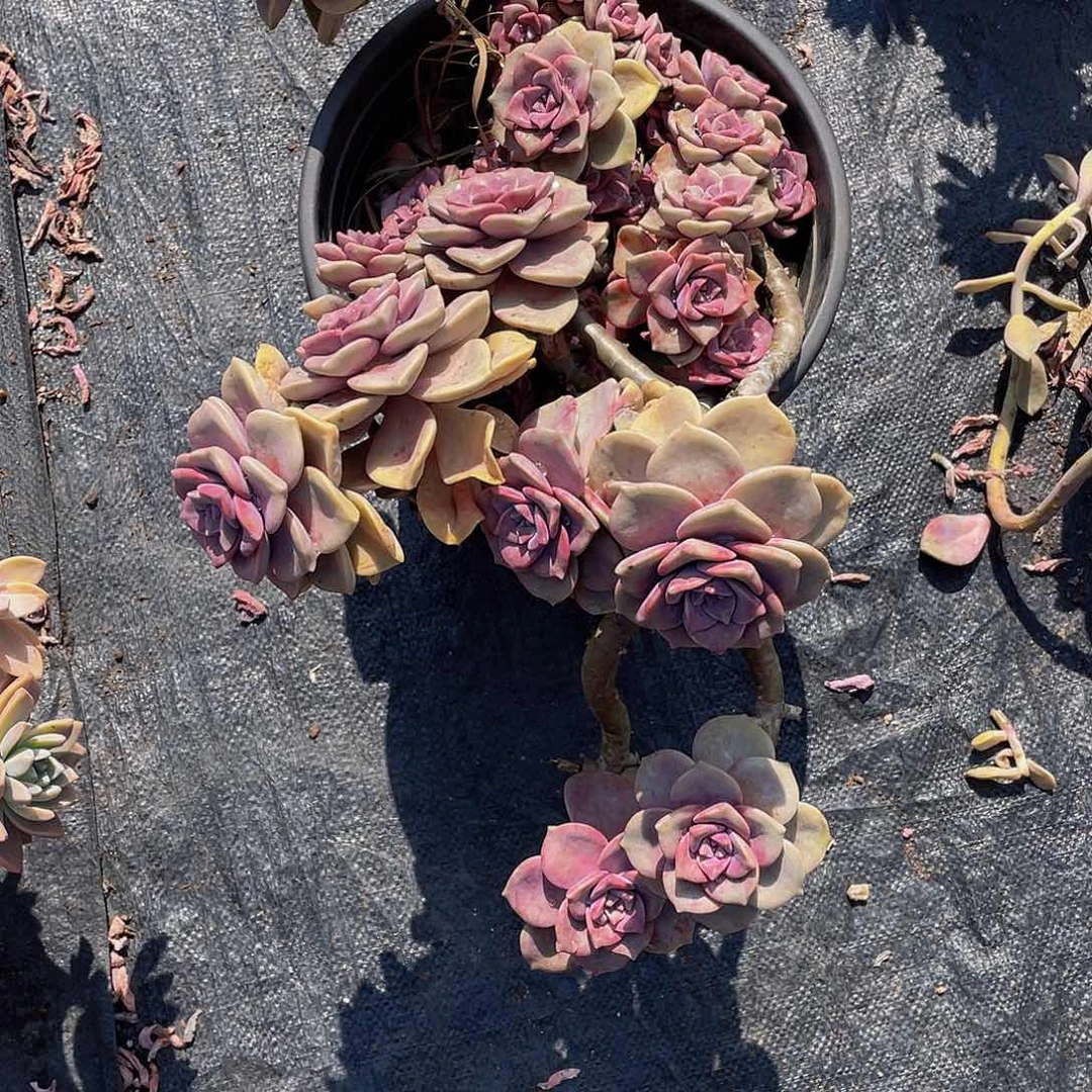 多*肉紫乐多肉植物群