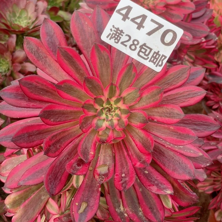 4470二号棚黑铜壶V