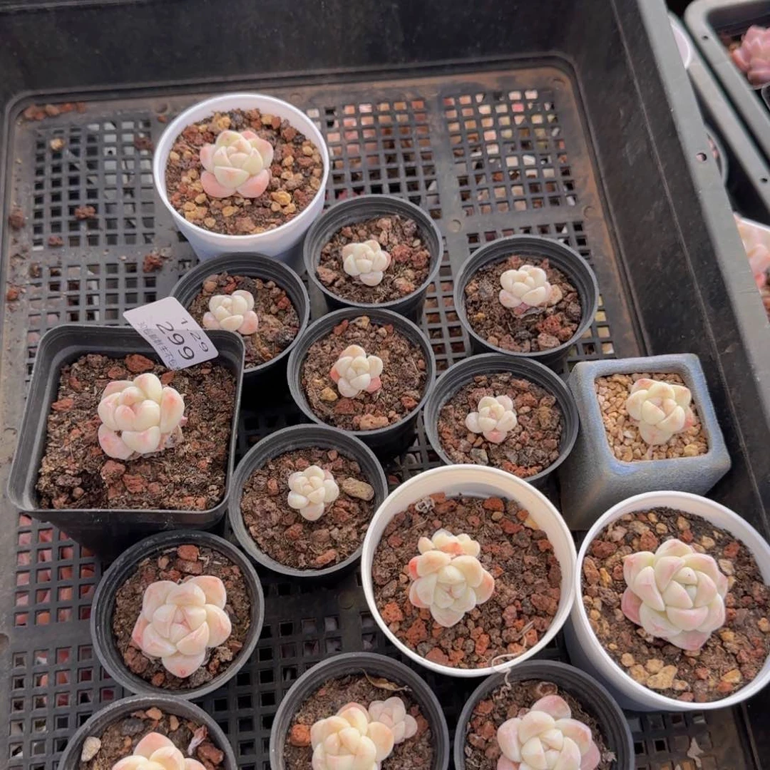 15可冰玉一组带盆