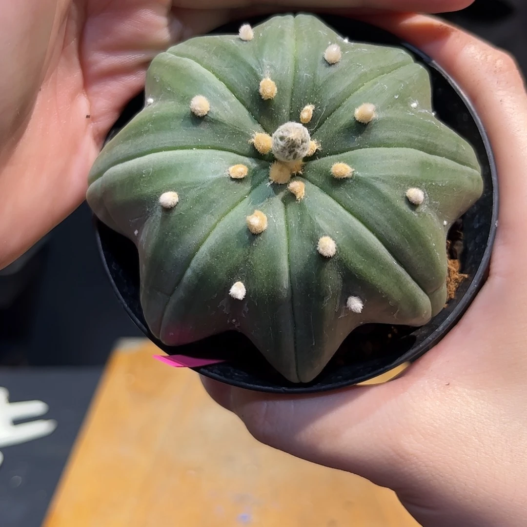 2号9cm实生超腿指纹海星