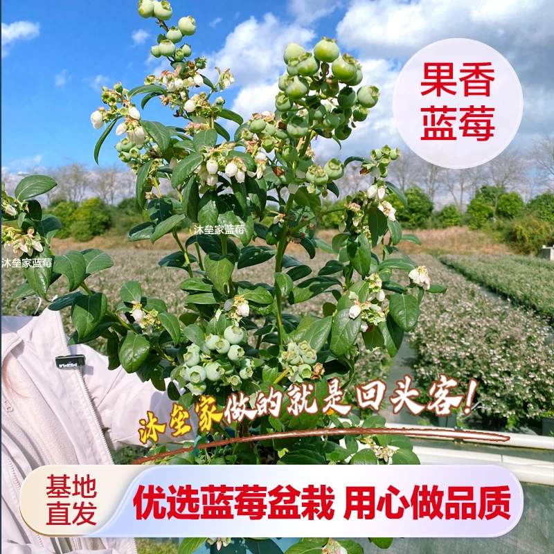 F6蓝莓盆栽原盆原土 露天培育 阳台小院均可种植