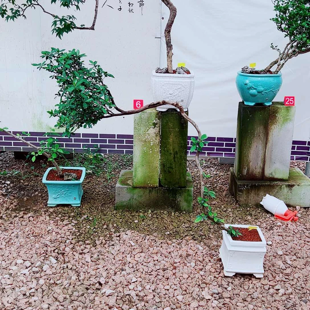 寶***舍无花朵海岛栀子花一物一拍