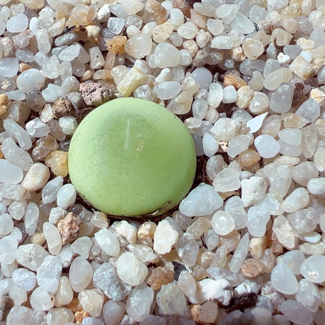 731-791多肉多肉大葫芦1.2cm带盆