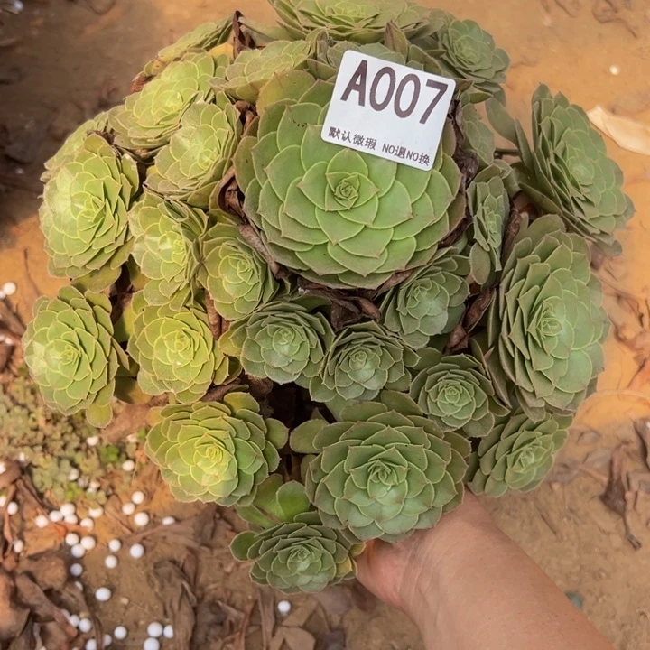 万圣节多肉植物007.