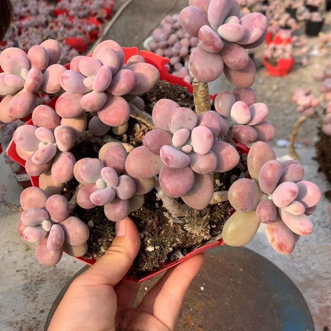 桃蛋老桩有瑕疵不包整16号