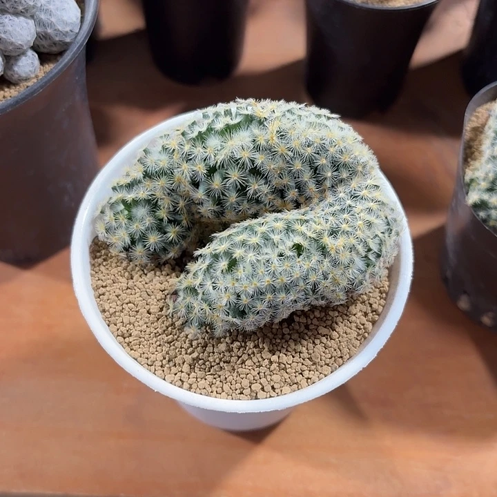 橘***子明星缀仙人球1234