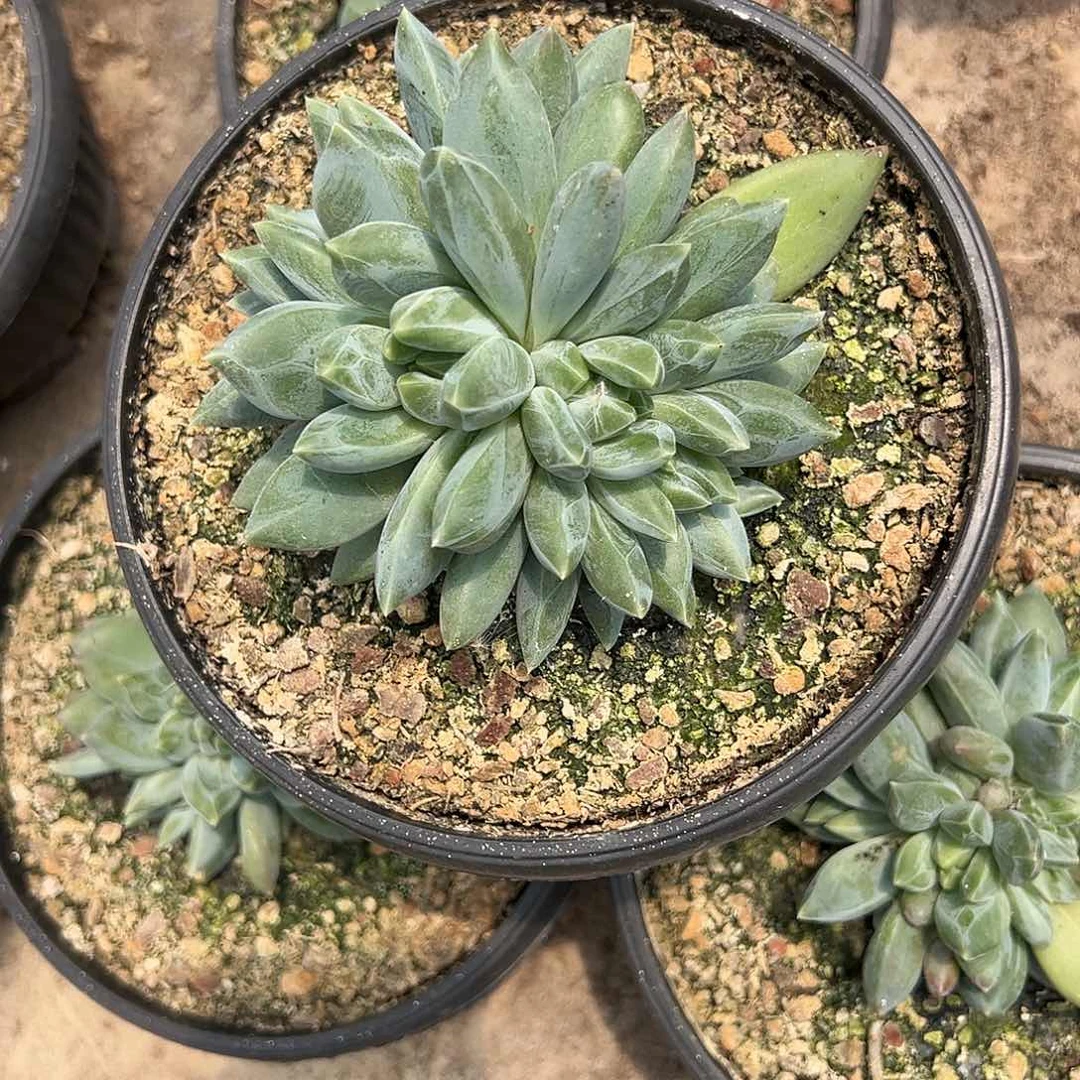 【闪购商品】无花朵重楼大群