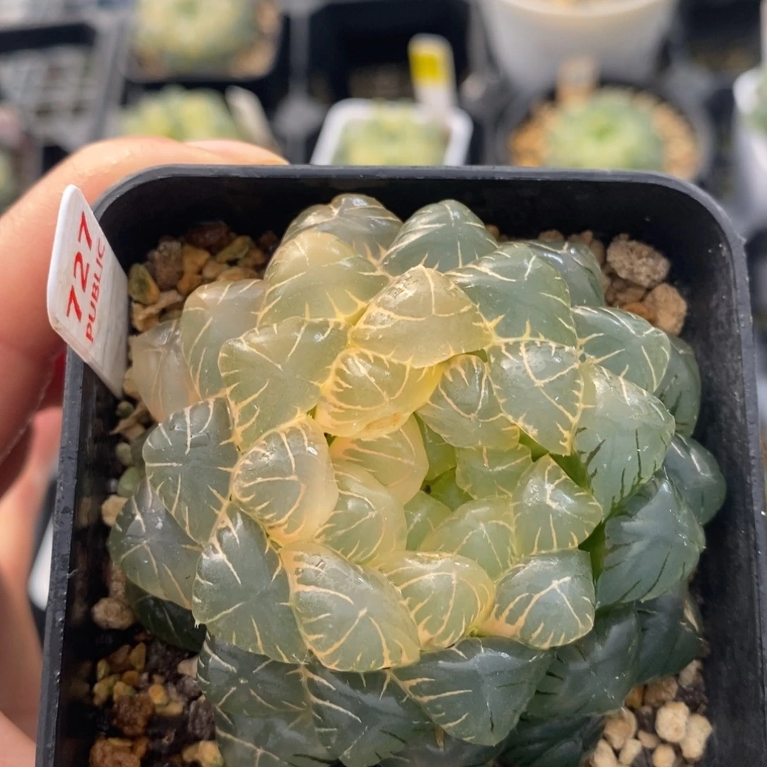 不开花植物727玉露