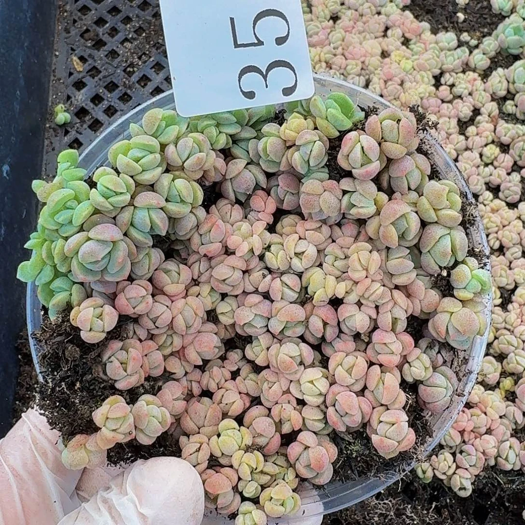 多肉植物多肉植物359