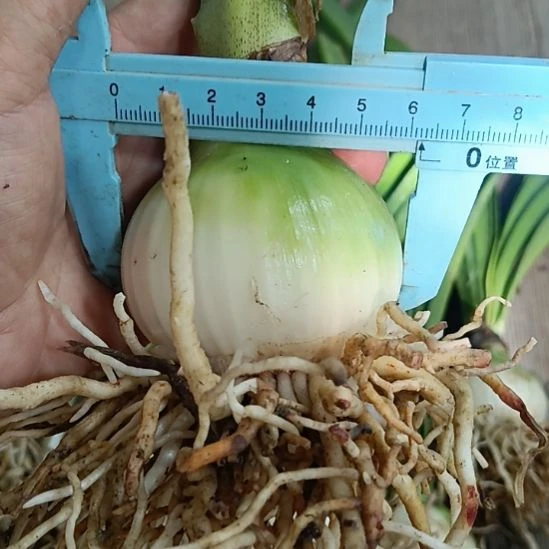 无花朵安吉拉6+发一个