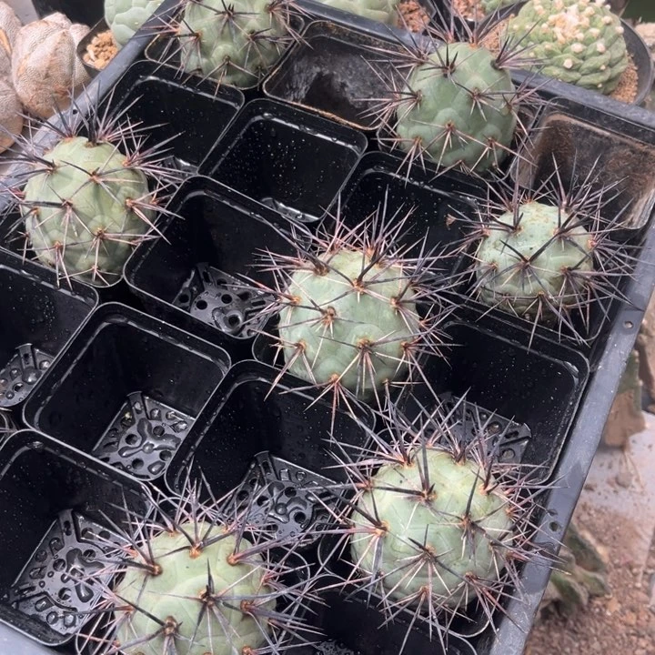 叉***儿黑刺习志野仙人球两个