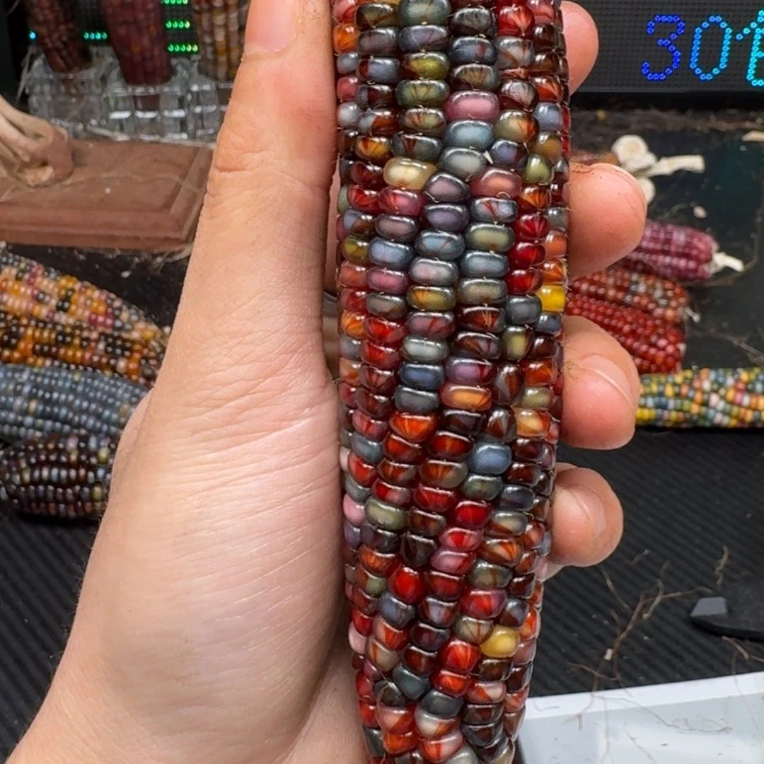 柏香籽/百香籽吊坠何***埃