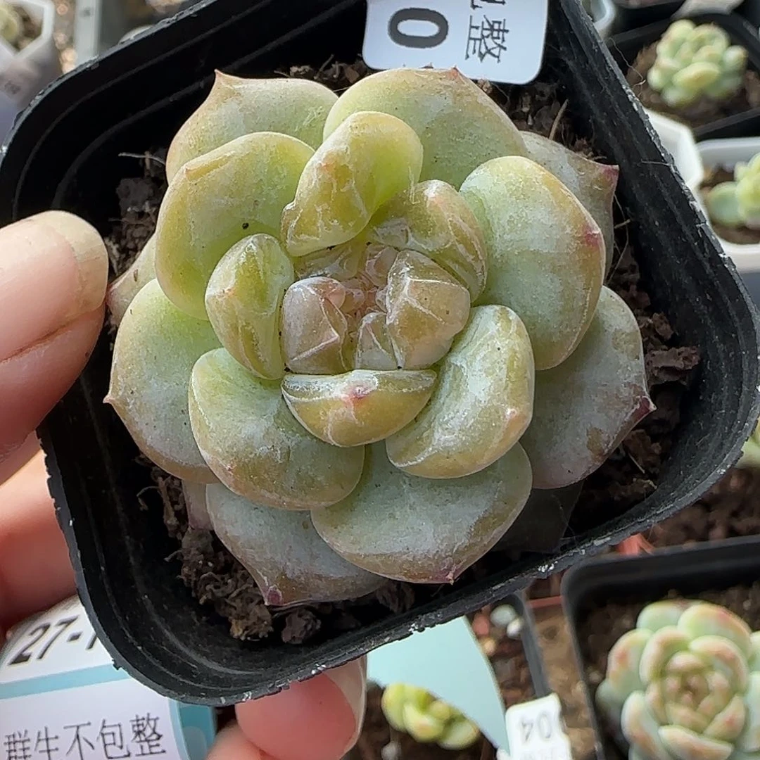 小卡拉米糖心一物一拍27-110