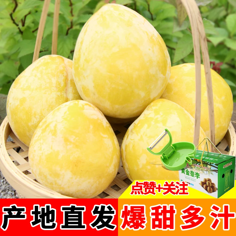 【京东快递】正宗汝城文明黄金奈李湖南郴州新鲜应季脆甜孕妇水果