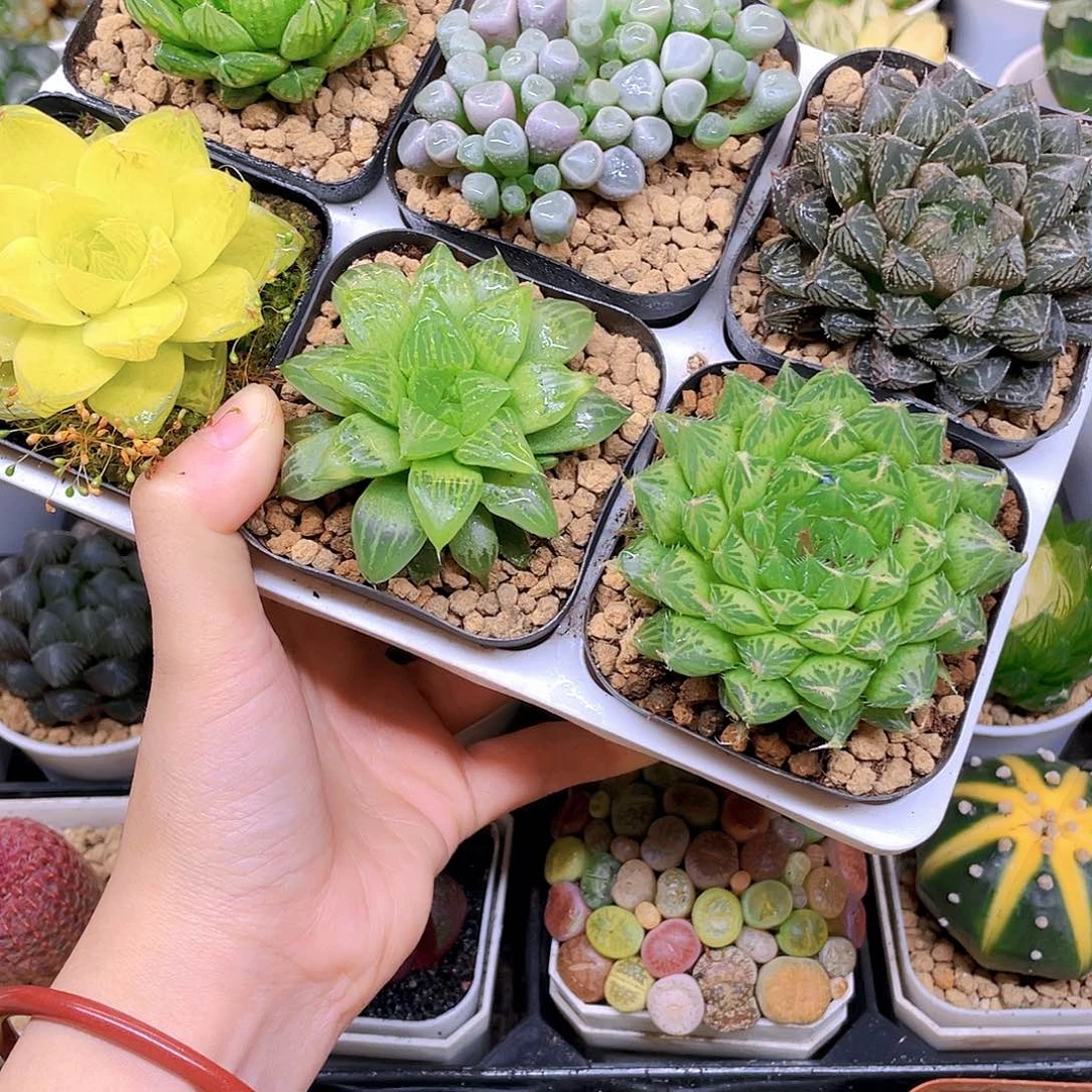 玉露六件套多肉，原盆