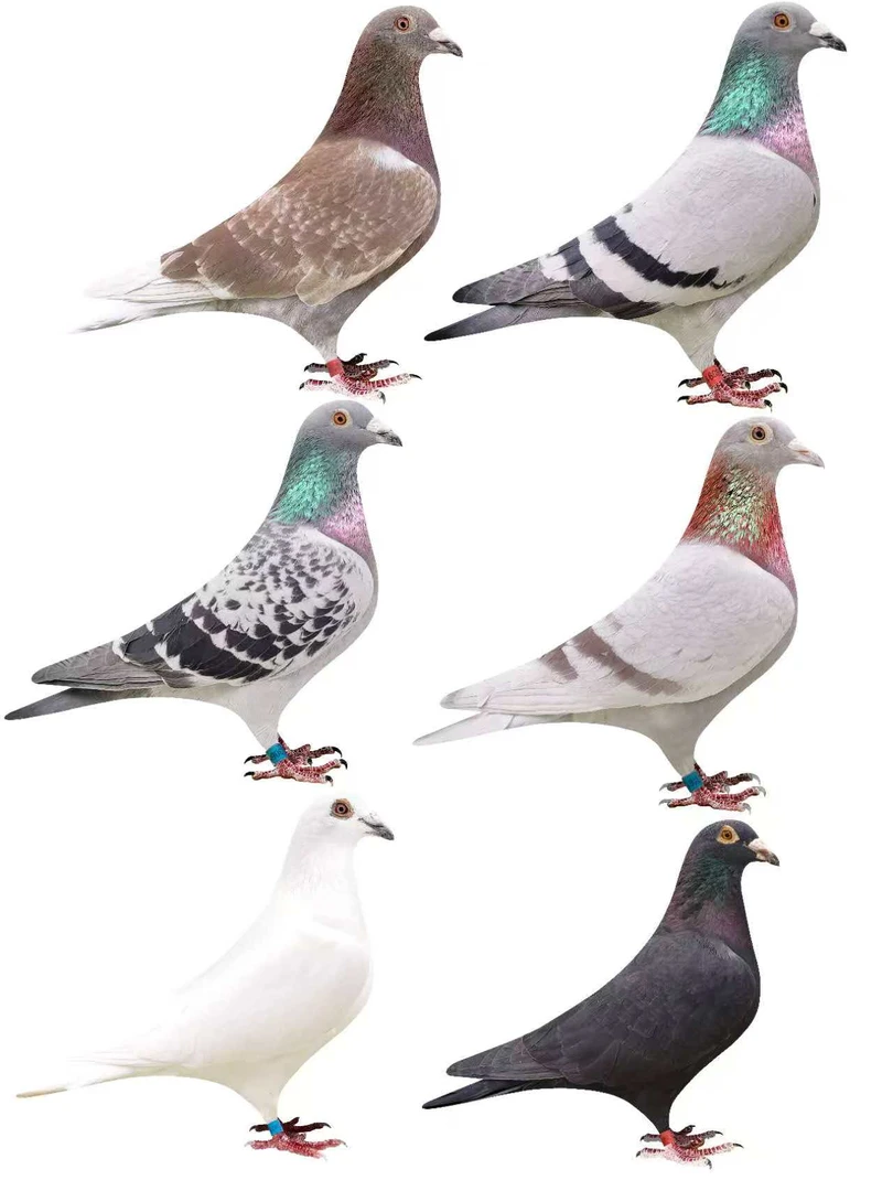 草窝精品信鸽  圆环鸽 高位圆环成绩鸽 精品赛鸽