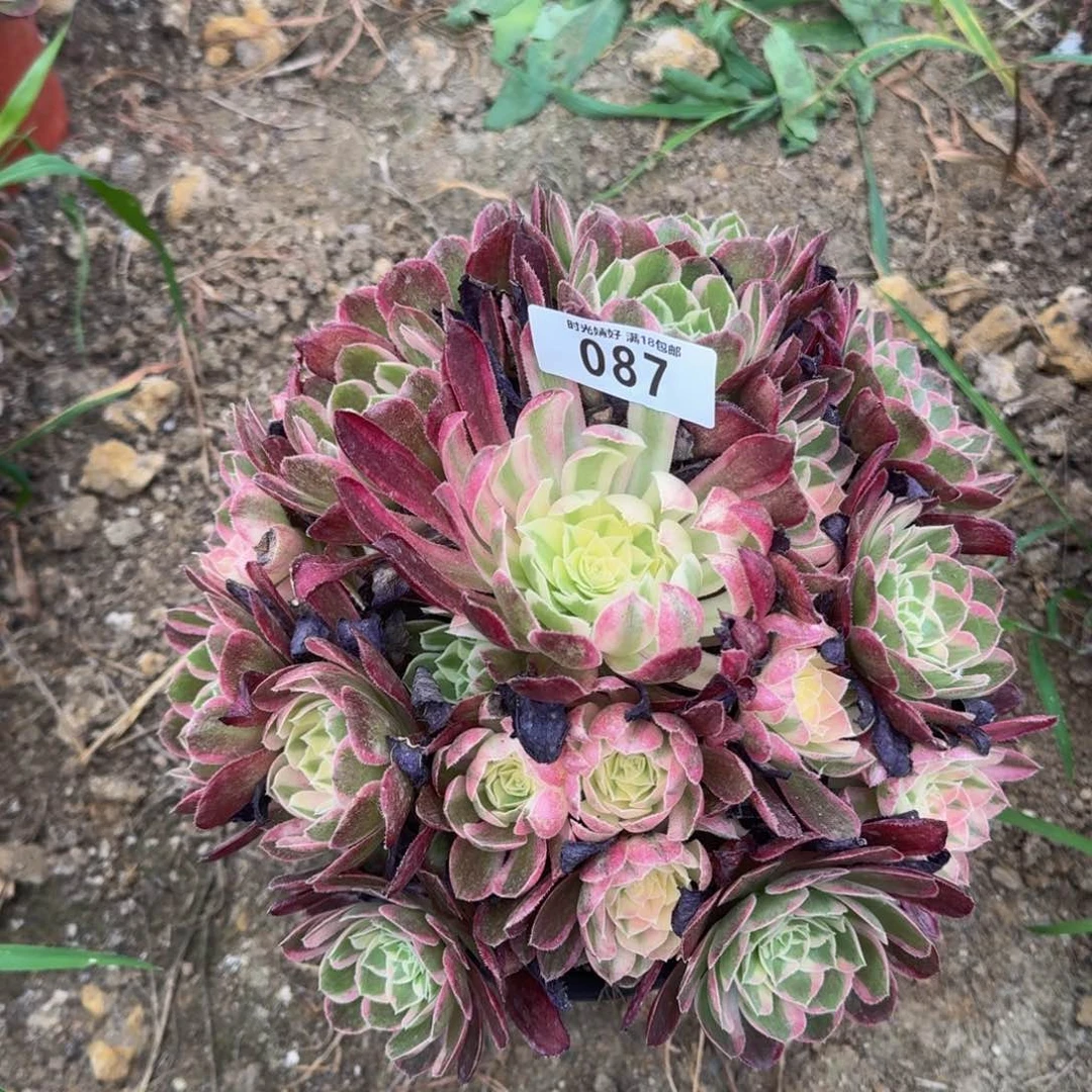 087玉芙蓉多肉植物