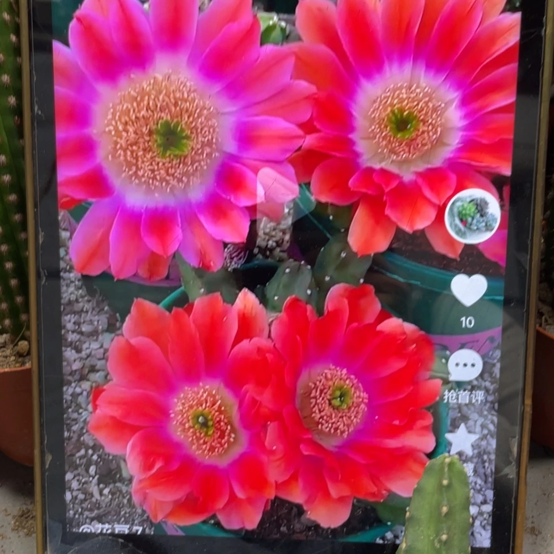 新品水仙情懒A1侧芽一个